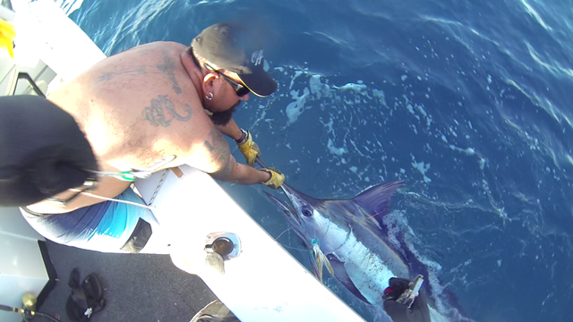 ANGLER: Caige Fenech SPECIES: Blue Marlin  WEIGHT: Est. 130 kg. LURE: 10″ Evil Dingo